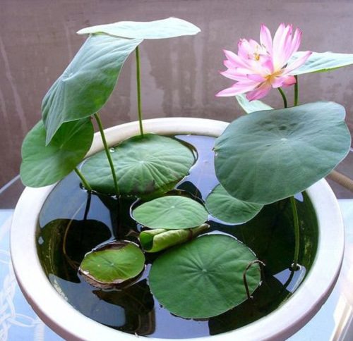 Growing Sacred Lotus from Seed 2