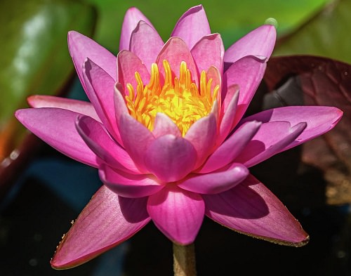 Growing Sacred Lotus from Seed