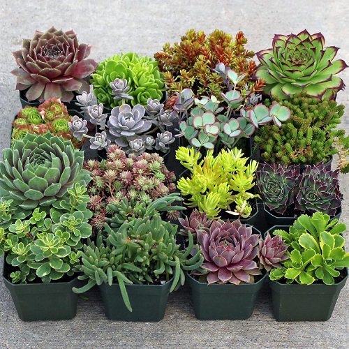 How To Take Care of Succulent Plants