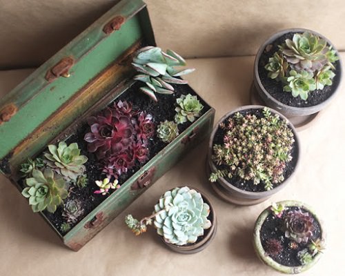 How to Make Potting Soil for Succulents
