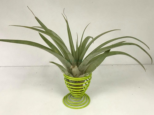 Types of Air Plants 6