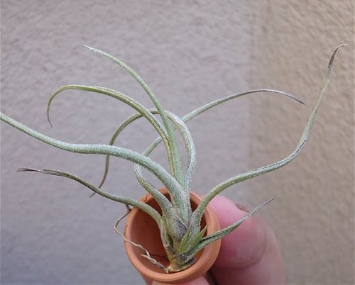 Types of Air Plants 11