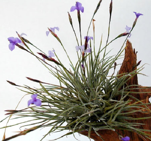Types of Air Plants 12