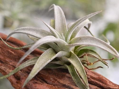 Types of Air Plants 8