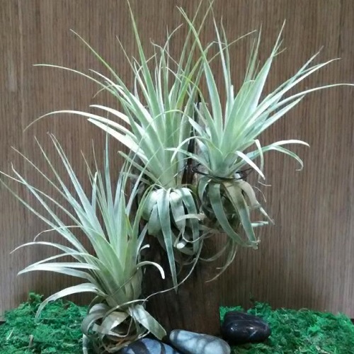Types of Air Plants 7