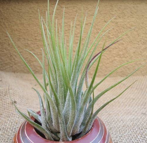 Types of Air Plants 3