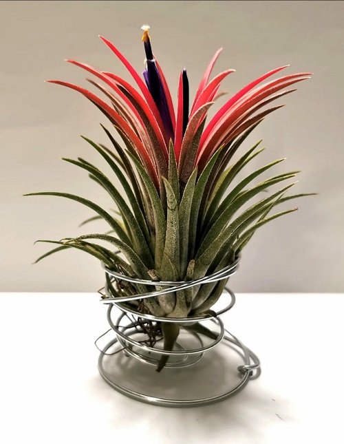 Types of Air Plants 2