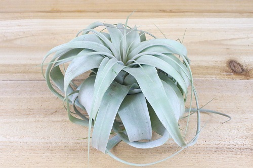 Types of Air Plants 5