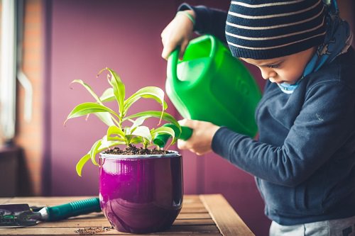 Indoor Plants Safe for Kids