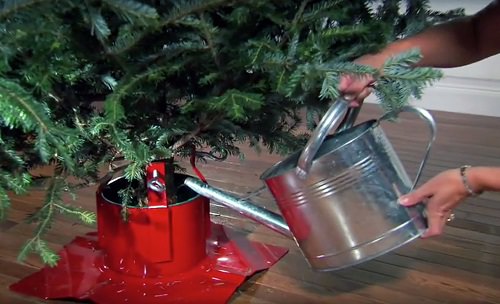 Tips to Keep a Christmas Tree Alive in Your Apartment 2
