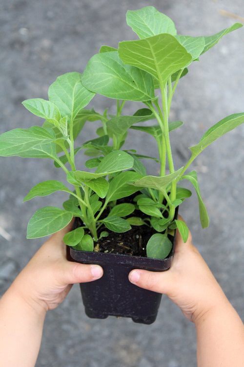 Healing Plants to Grow Indoors 2