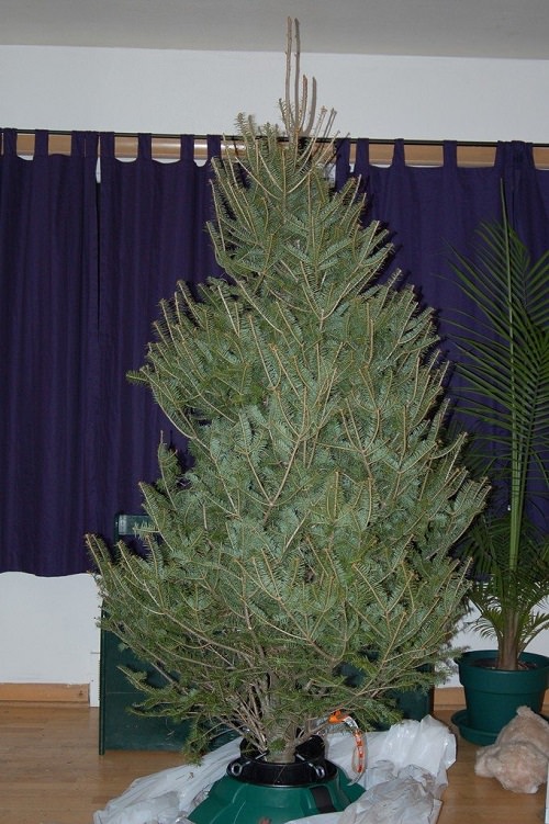 Tips to Keep a Christmas Tree Alive in Your Apartment