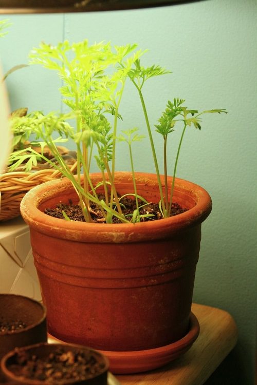 Easiest Edible Plants to Grow Indoors