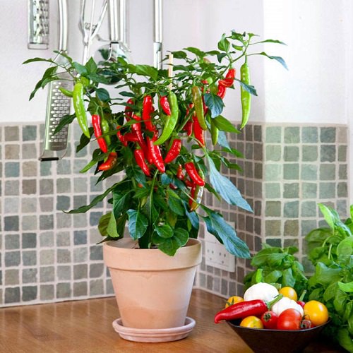 Easiest Edible Plants to Grow Indoors 3