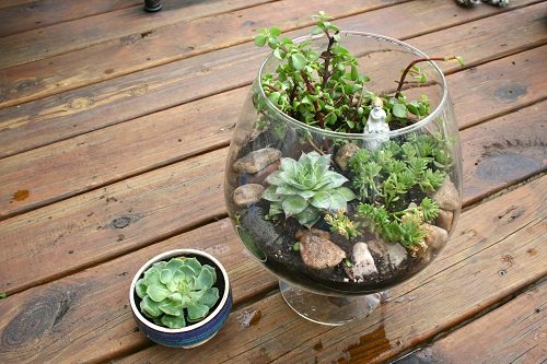 Succulent in a Glass Bowl 6