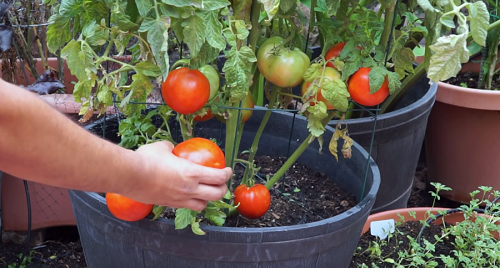 Best Soil for Growing Tomatoes Indoors 2