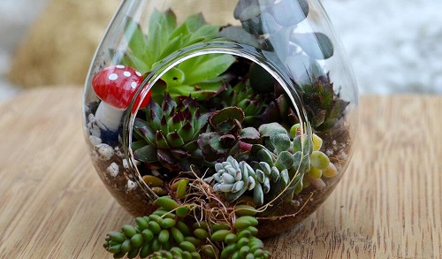 Succulent Indoor Planter Ideas 4