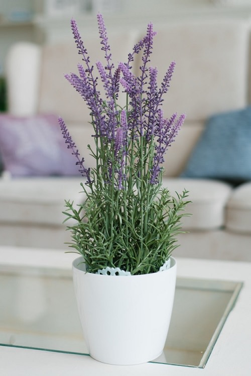 Healing Plants to Grow Indoors 6