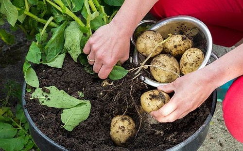 Easiest Edible Plants to Grow Indoors 2