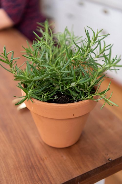 Healing Plants to Grow Indoors 7