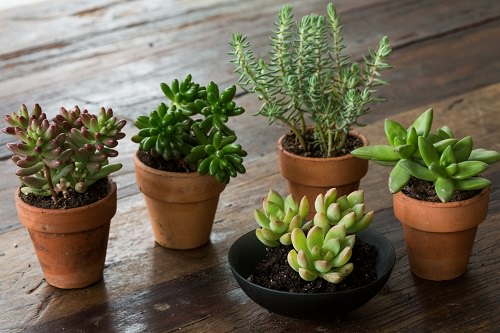 Caring for Succulents in Winter