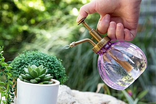 Watering Hacks for Mini Succulents 1