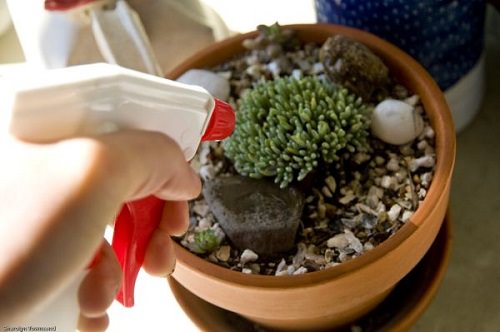 Watering Hacks for Mini Succulents 2