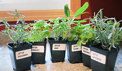 Easiest Edible Plants to Grow Indoors 7