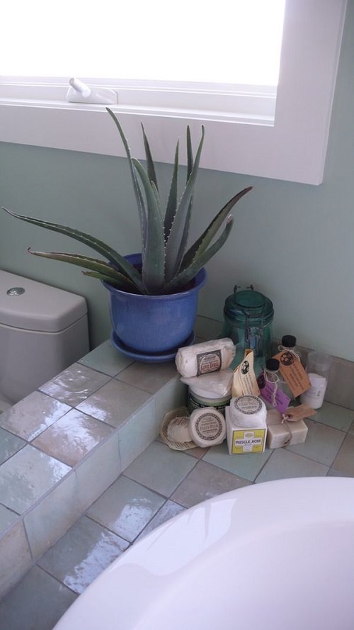 Indoor Plants for Bathroom 3