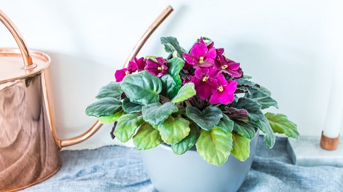 Types of African Violets 2