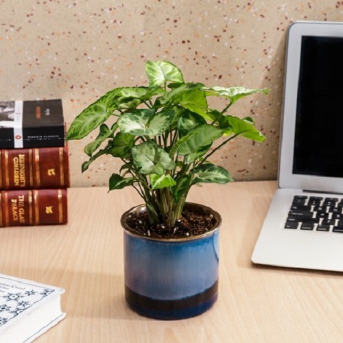 Best Indoor Plants for Apartments 8