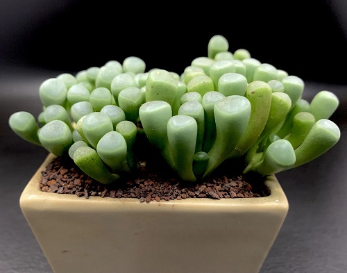 Best Succulents for Beginners 4