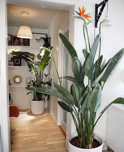 Indoor Plants for Minimalist Homes 5