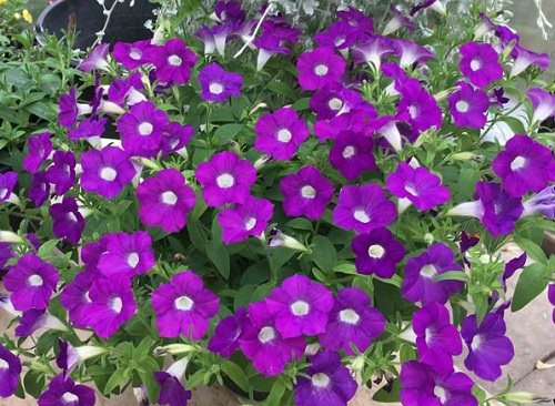 Types of Petunias for Hanging Baskets 7