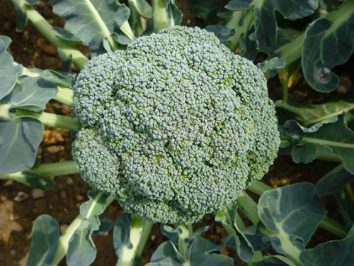 Healthy Broccoli Harvest Tips in India
