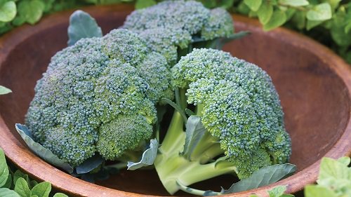 Healthy Broccoli Harvest Tips in India 2