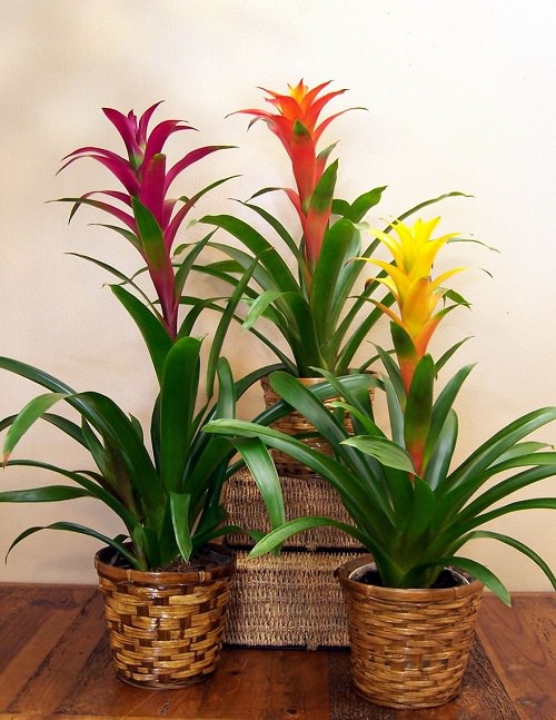 Best Indoor Plants for Apartments 13