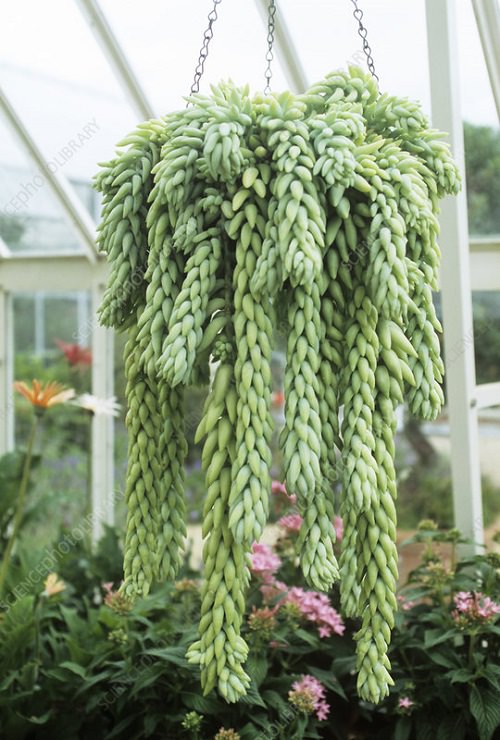Types of Sedum Succulents 6