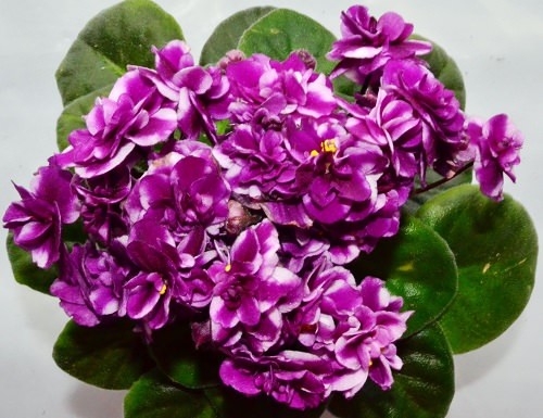 Types of African Violets