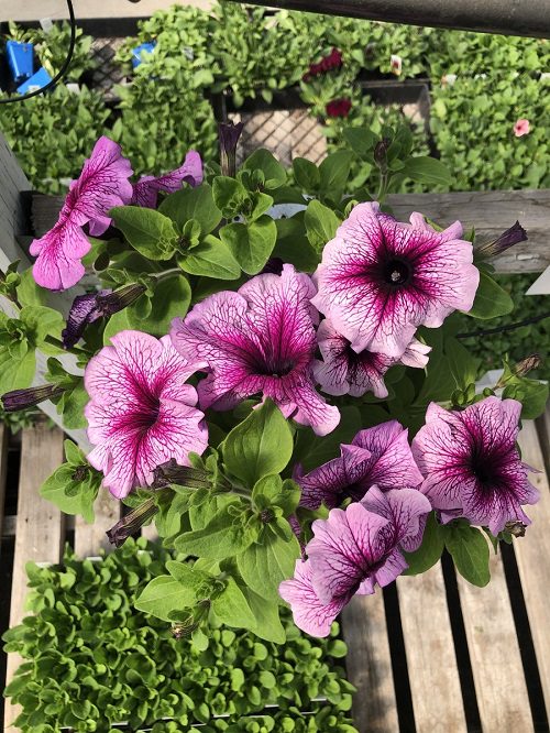Types of Petunias for Hanging Baskets 5