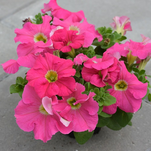 Types of Petunias for Hanging Baskets 3
