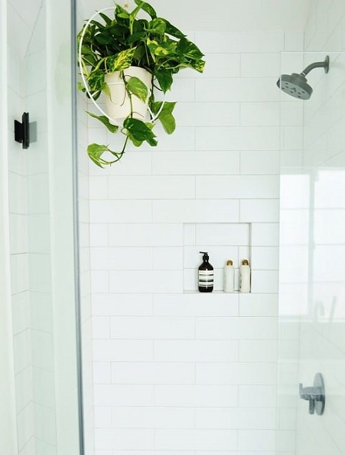 Indoor Plants for Bathroom