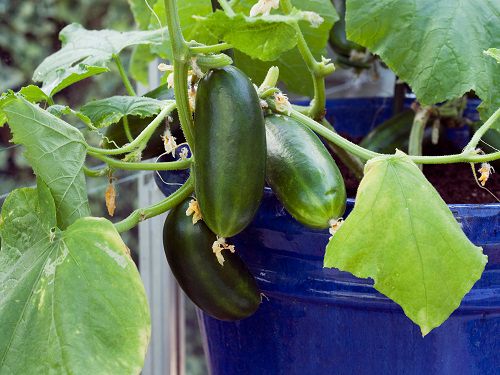 How to Grow Unlimited Cucumbers in a Pot