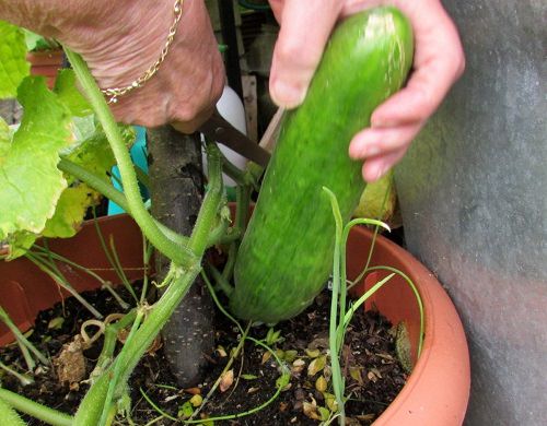 How to Grow Unlimited Cucumbers in a Pot 2