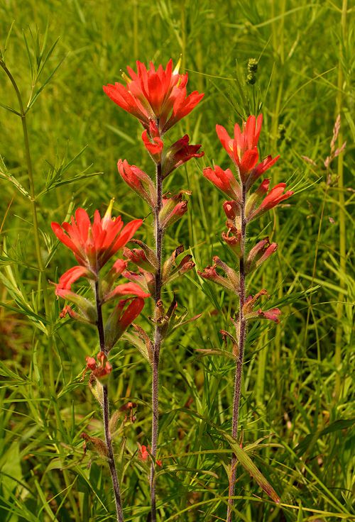 How to Grow Indian Paintbrush Flower