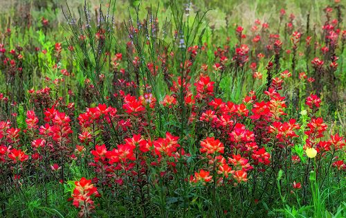 How to Grow Indian Paintbrush Flower 2