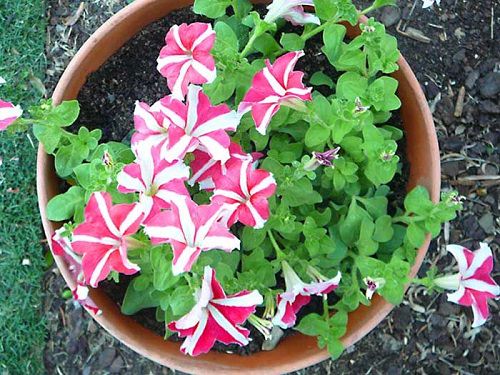Types of Petunias for Hanging Baskets 4