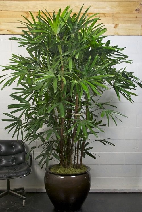 Indoor Trees for Your Living Room 8