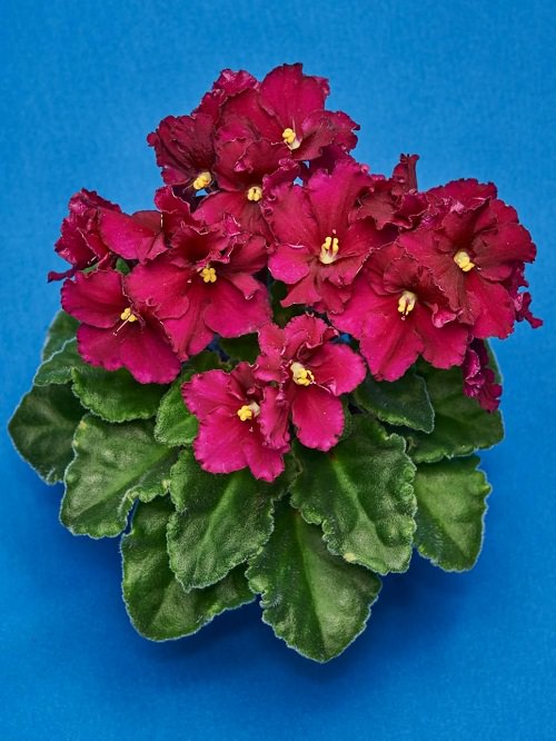 Types of African Violets 5