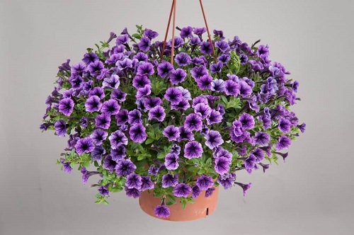 Types of Petunias for Hanging Baskets 8